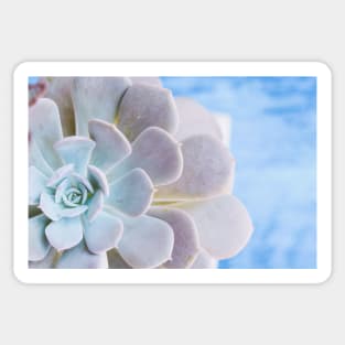 Echeveria Sticker